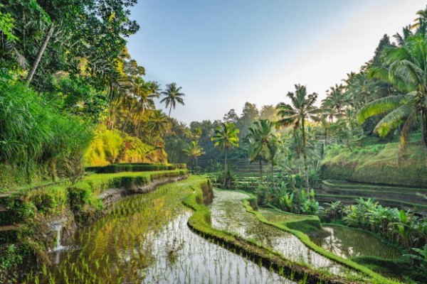 Bali Bliss: Discover Paradise in 7 Days with HECT India!